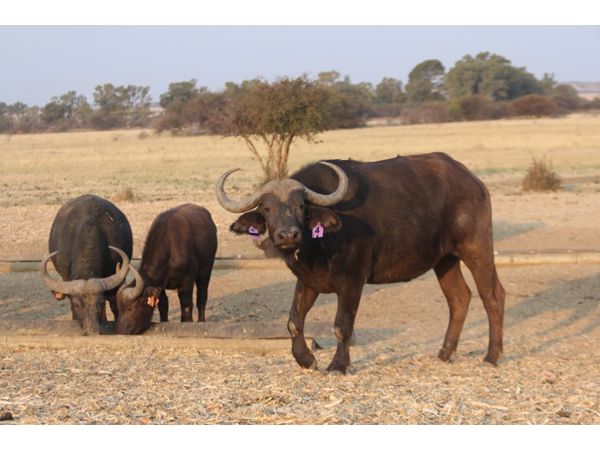 ~/upload/Lots/155879/AdditionalPhotos/6x5tspfy6lb6s/066 C2_t600x450.jpg